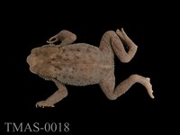 藏品(盤古蟾蜍)的圖片